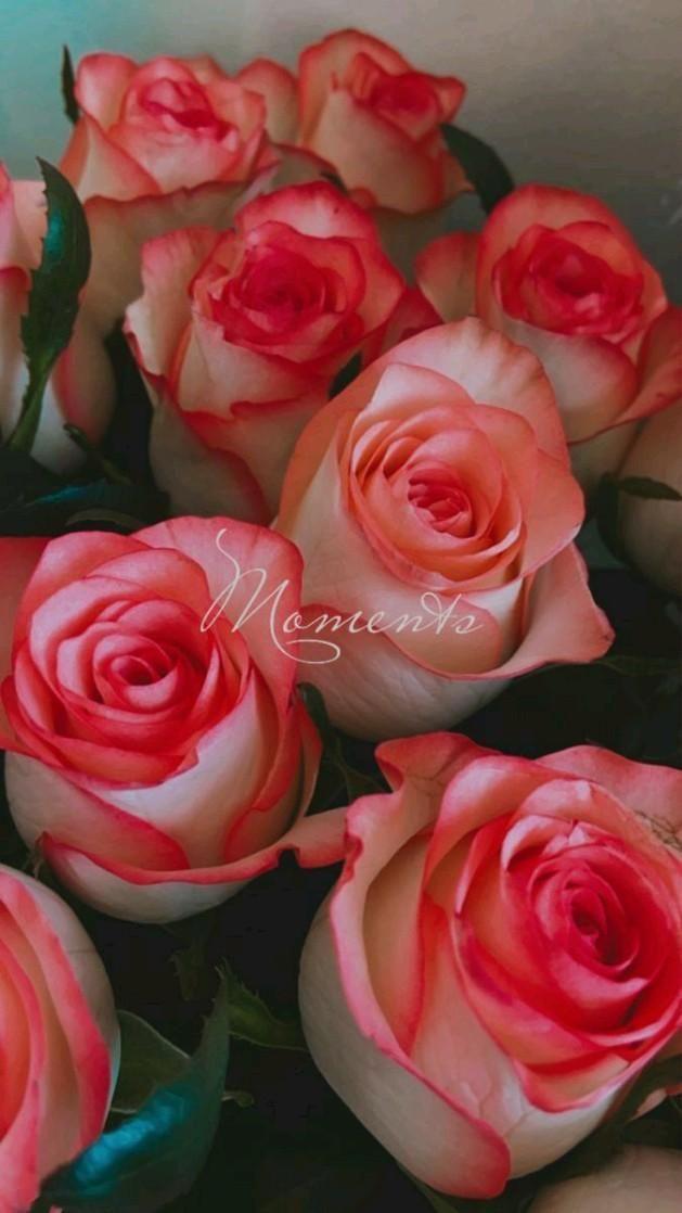 Celestial Dance of Vibrant Blossoms